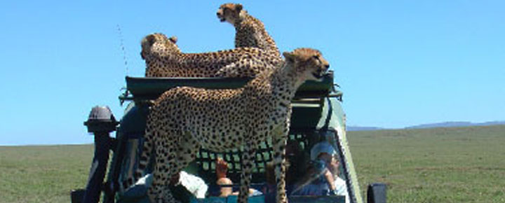 jaguar, rover,Serengeti, Olakira, safaris